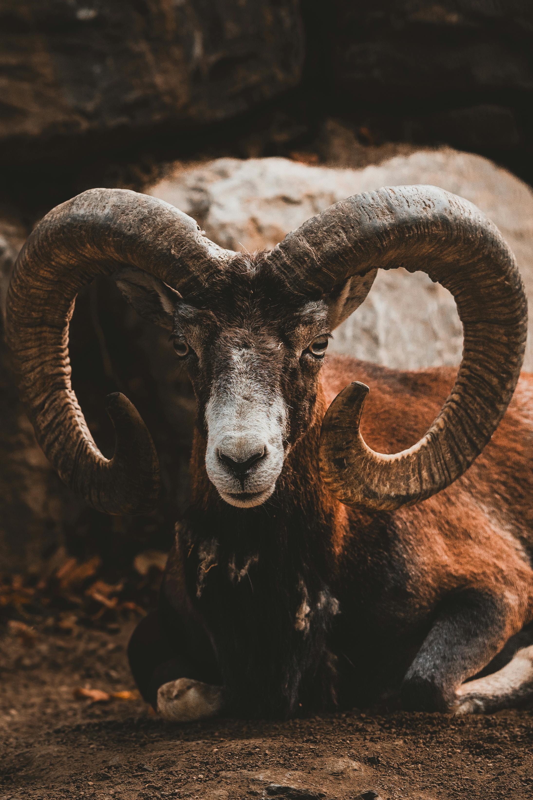 Astrologieblog: Nieuwe Maan in het sterrenbeeld Ram, de Vonk